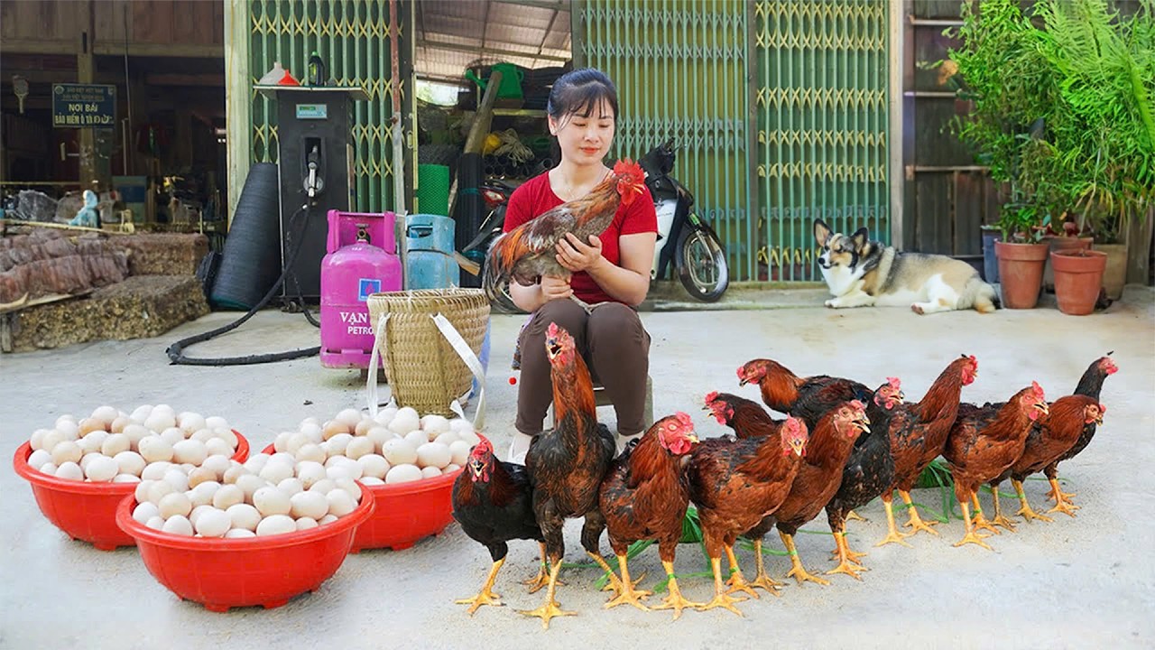 Harvesting Chicken Eggs At The Farm To Bring To The Country Market To Sell | Nhất My Bushcraft