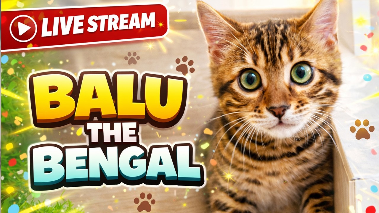 🔴LIVE Bengal kitten Balu | Fast, Vocal, and Totally Unstoppable 🐾