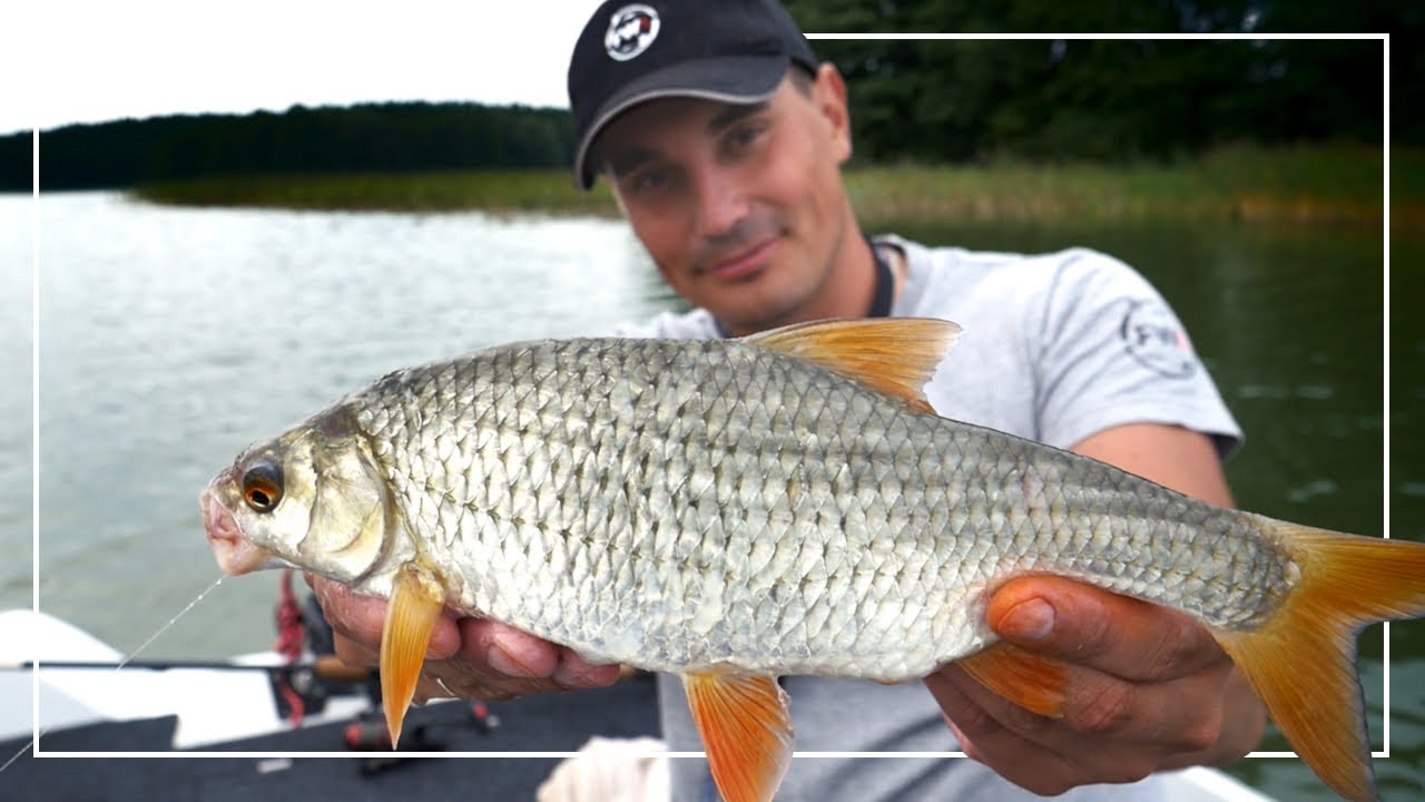 FEEDER z ŁODZI | LESZCZE I PŁOCIE NA PELLET | #Vlog 127
