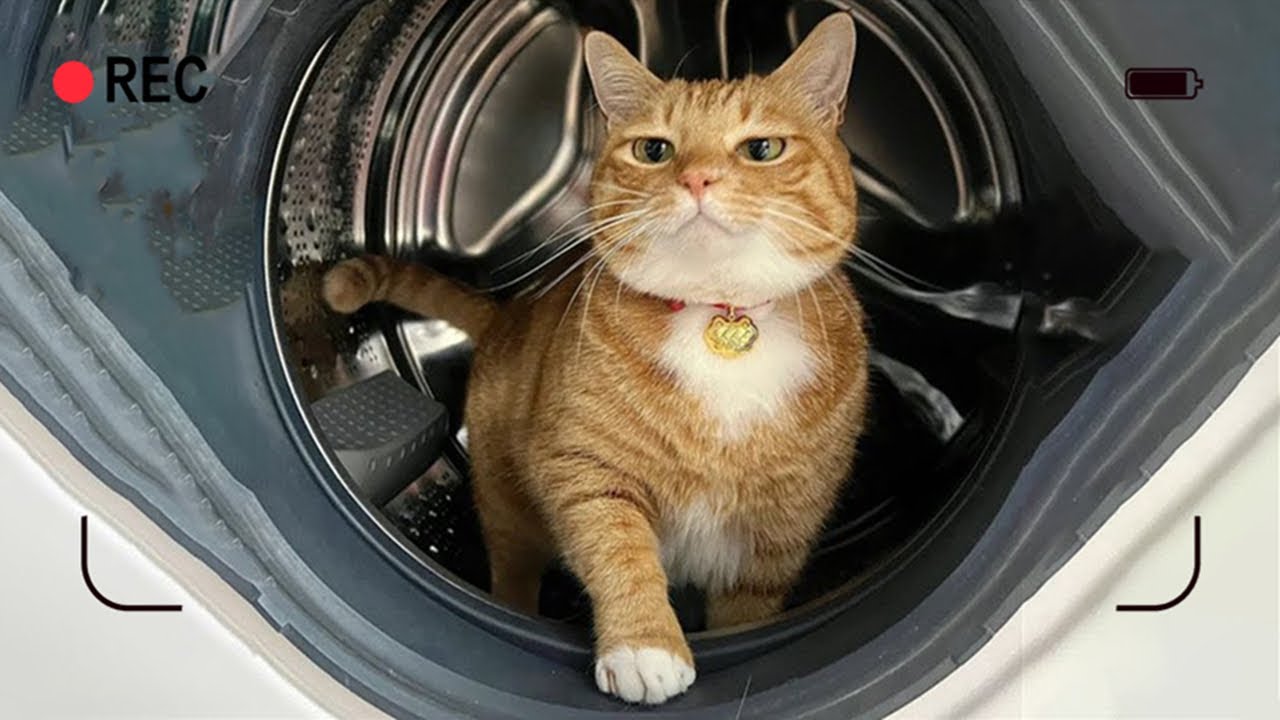 當你在洗衣機裏、發現了貓咪！鏡頭裏有趣的動物瞬間！(ﾉｼ `ᾥ´)ﾉ