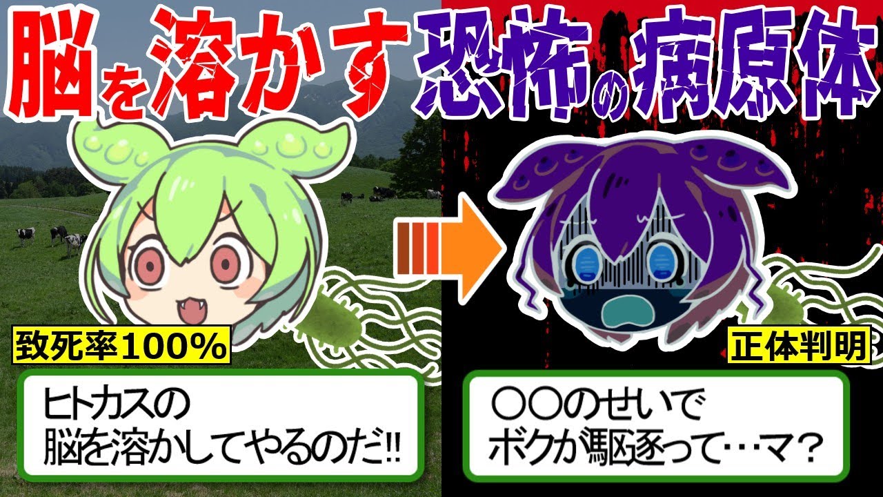 脳を溶かす恐怖の病原体の正体…笑いが止まらなくなる謎の奇病がヤバすぎる…【ずんだもん ゆっくり解説　プリオン】