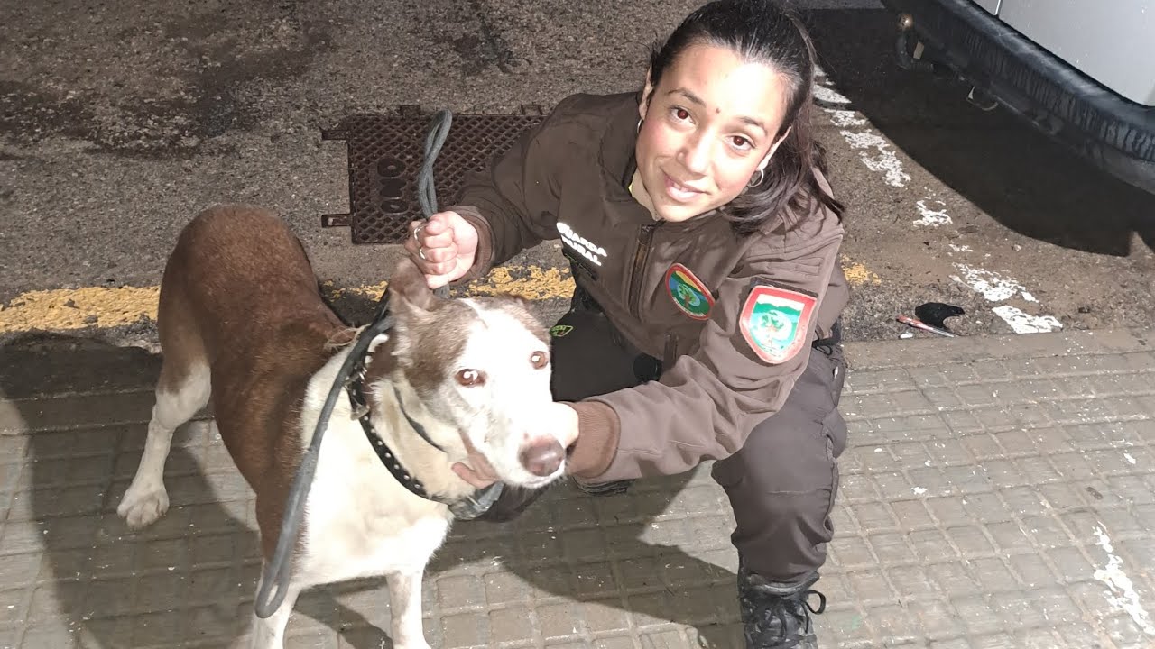 Guardas rurales NO todos los perros perdidos son de cazadores  explicamos tema collares electricos 🔌