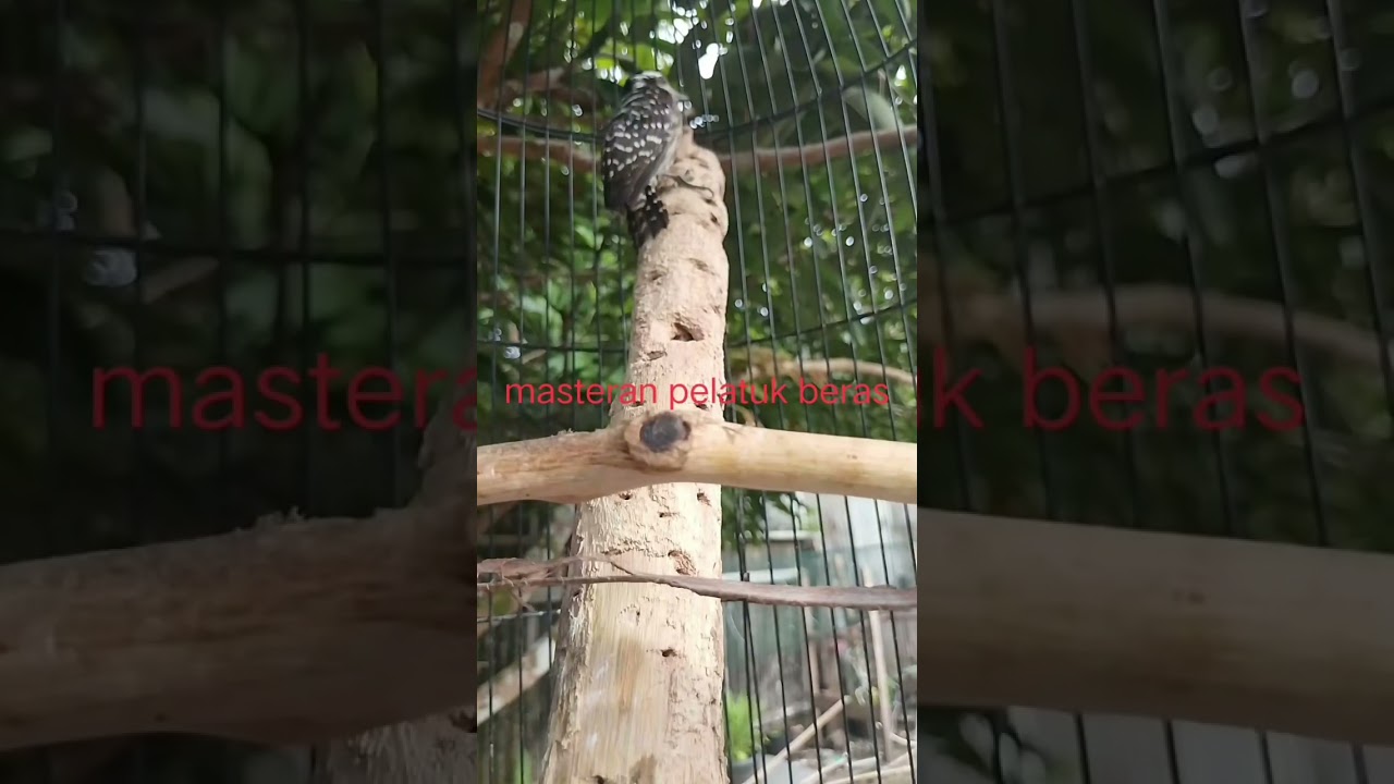 Masteran pelatuk beras!!! Pelatuk gacor rapat