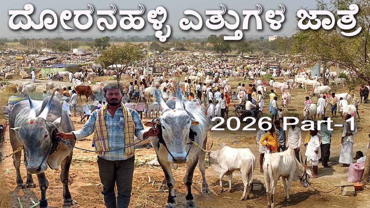 Uttar Karnataka Femous Ox Fair, Doranahalli | ದೋರನಹಳ್ಳಿ ಎತ್ತುಗಳ ಜಾತ್ರೆ 2026 | Ethugala Jathre 2026