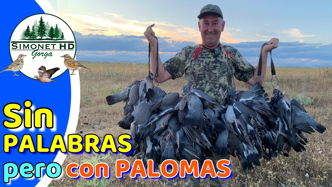 🔷​ 𝐓𝐎𝐑𝐂𝐀𝐂𝐄𝐒 en Media Veda | 📽️​ | 𝐏𝐚𝐥𝐨𝐦𝐚𝐬 con mucho aire 🕊️​