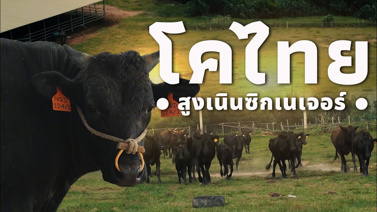 โคไทยสูงเนินซิกเนเจอร์  วัวของพวกเรา วัวของคนไทย