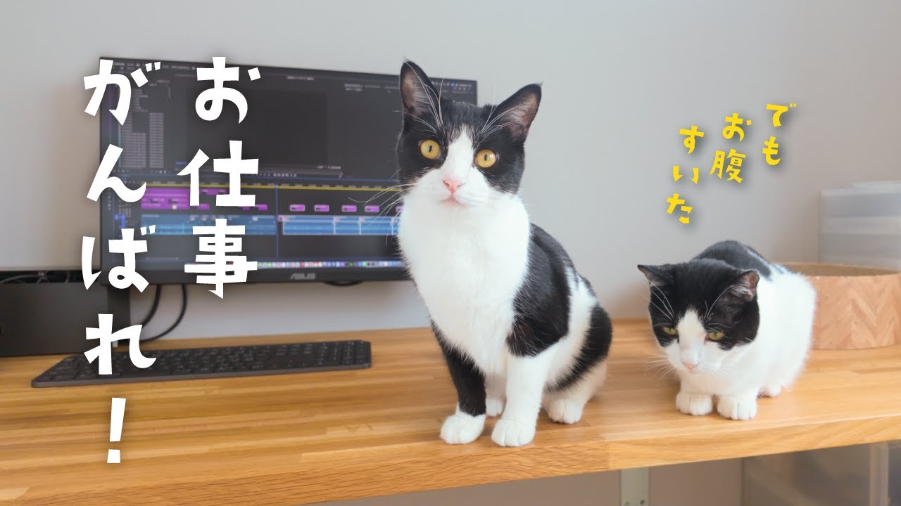 【おしゃべり猫】編集してるとやってくる応援団がかわいい