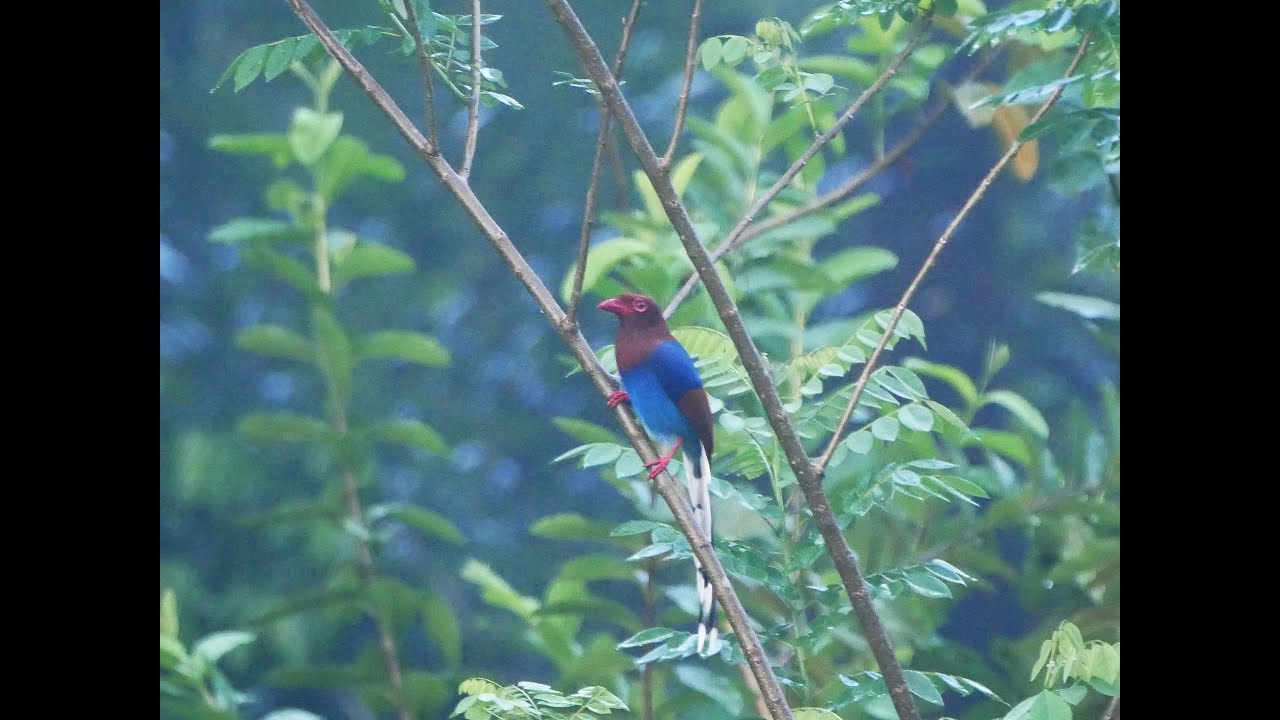 Birds of Sinharaja Forest, Sri Lanka