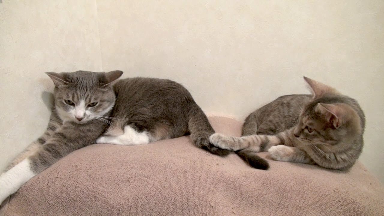 スキンシッポ - Touch Cat tails -