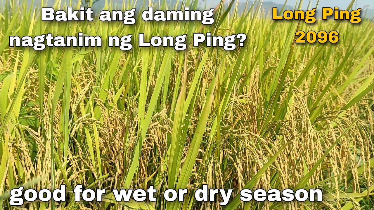 Long Ping 2096 (hybrid)