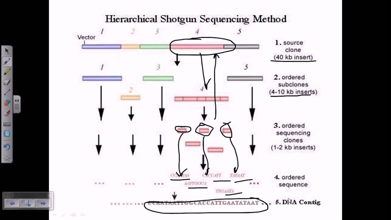 Shotgun sequencing (hierarchial shotgun sequencing)