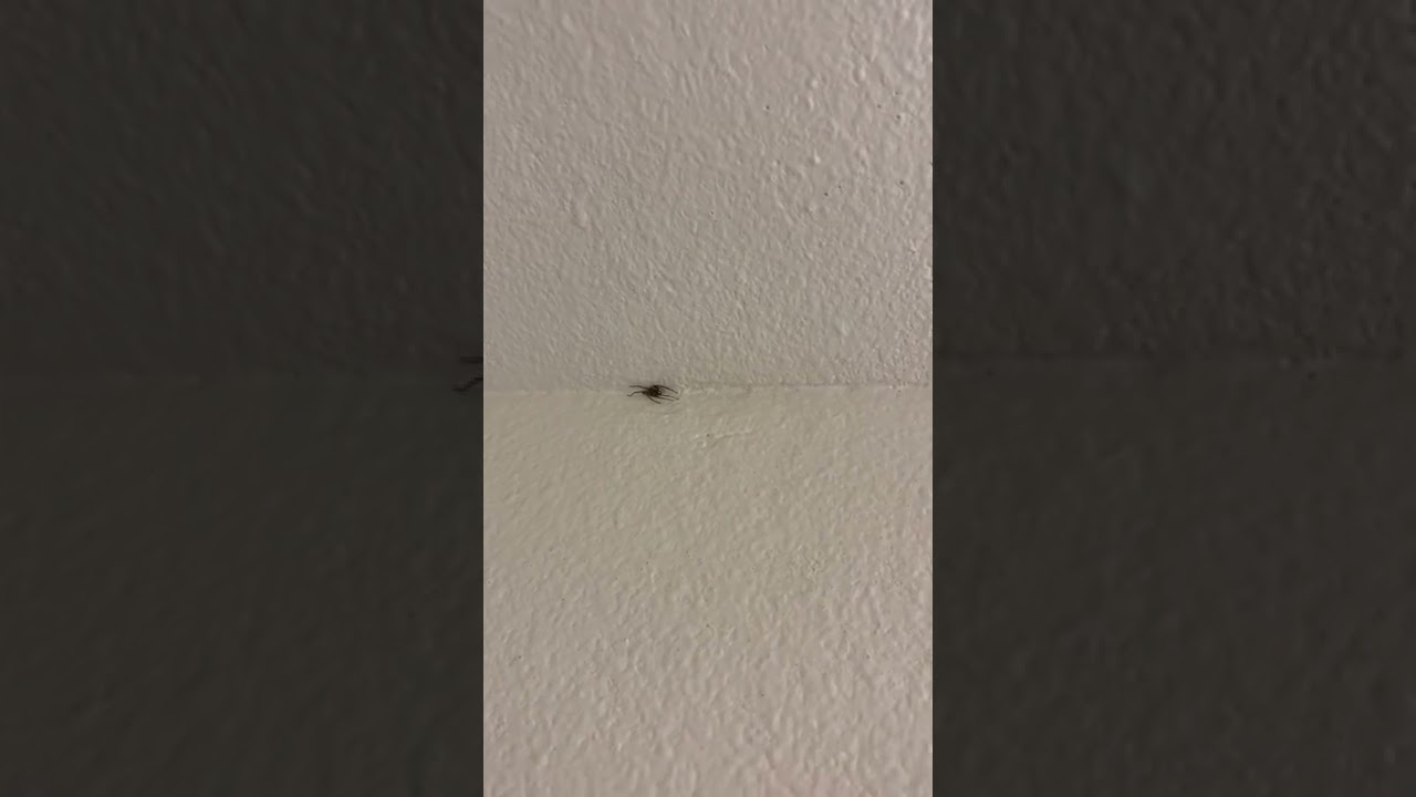 Innocent spider