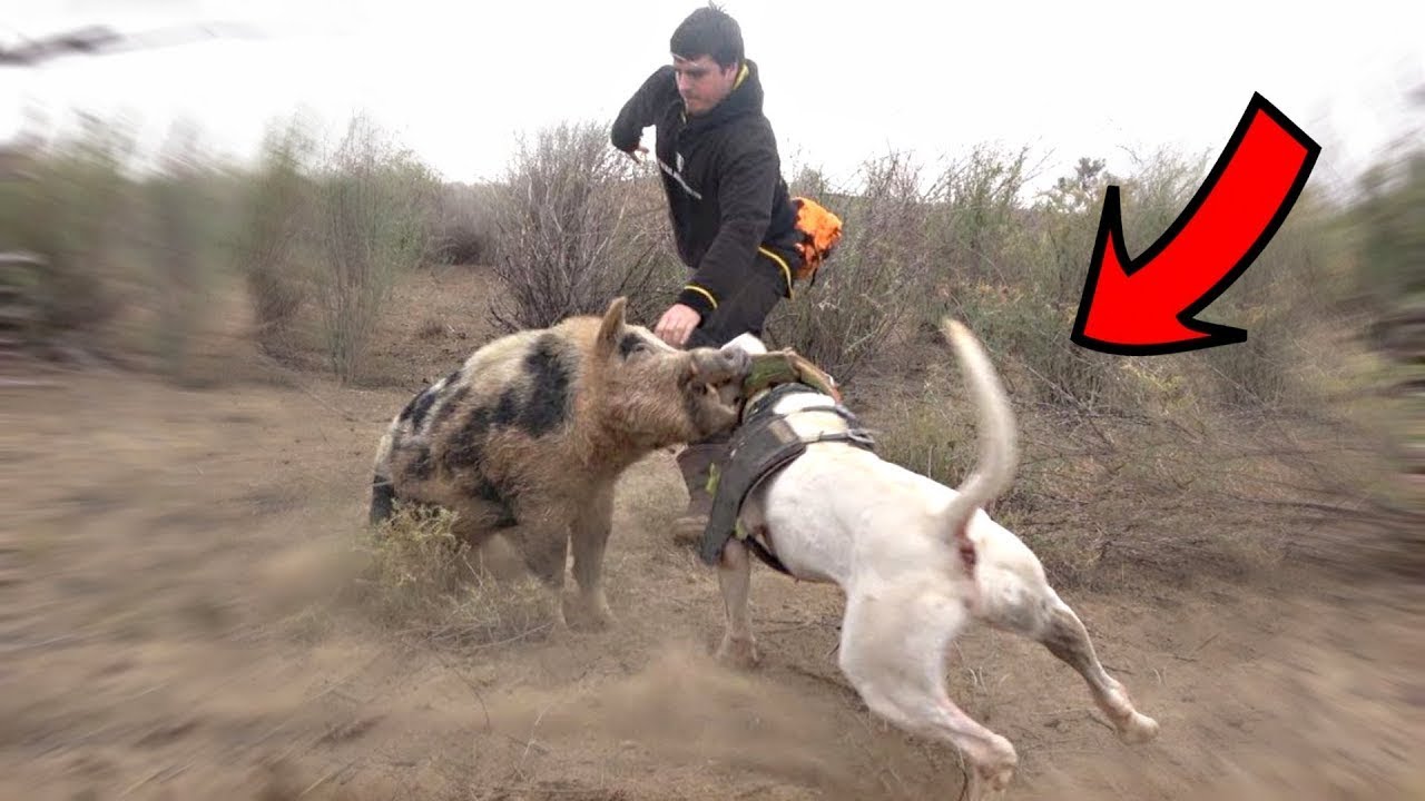 Top 10 Sporting Dog Breeds: Fit to Be Your Next Hunting Companion