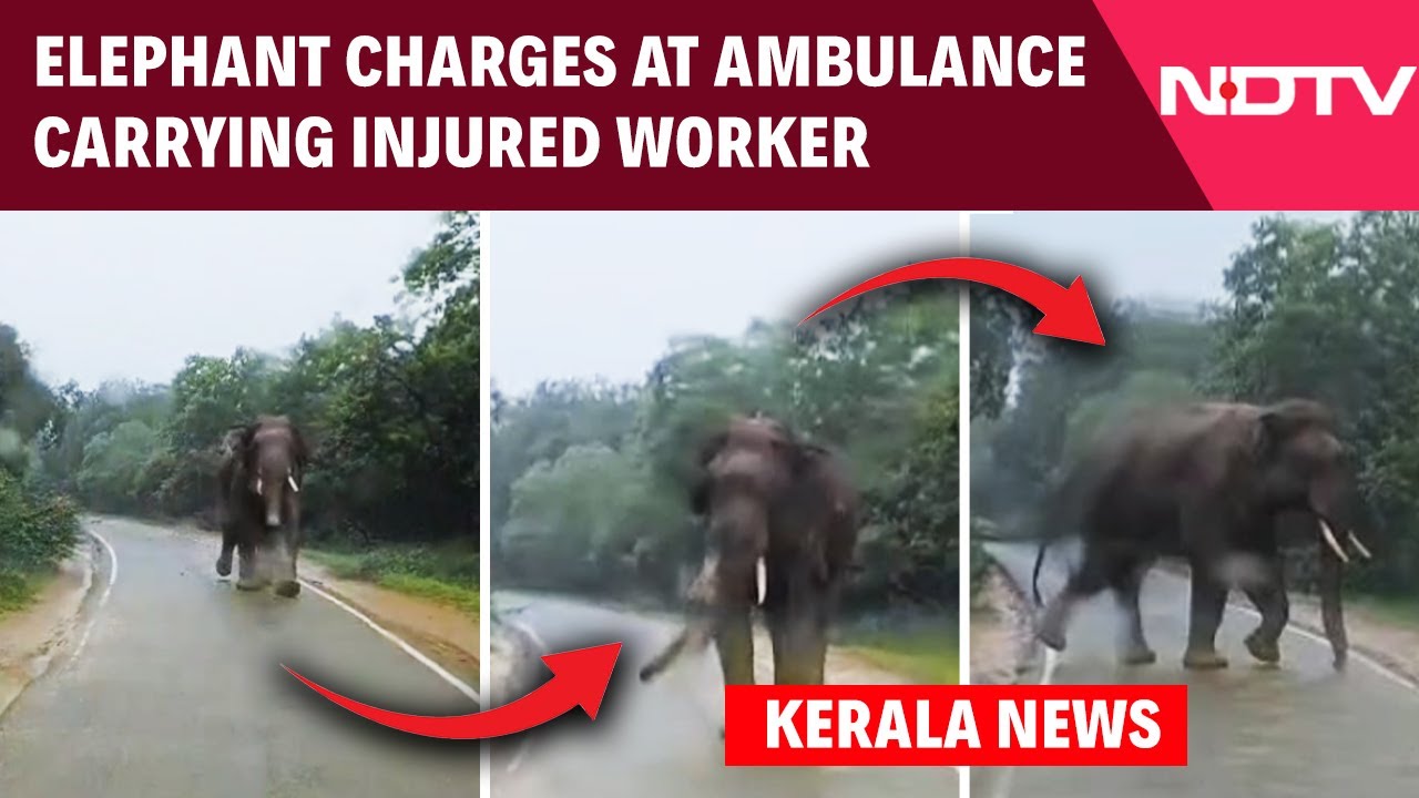 Kerala News | On Cam: Elephant Charges At Ambulance Carrying Injured Worker In Kerala