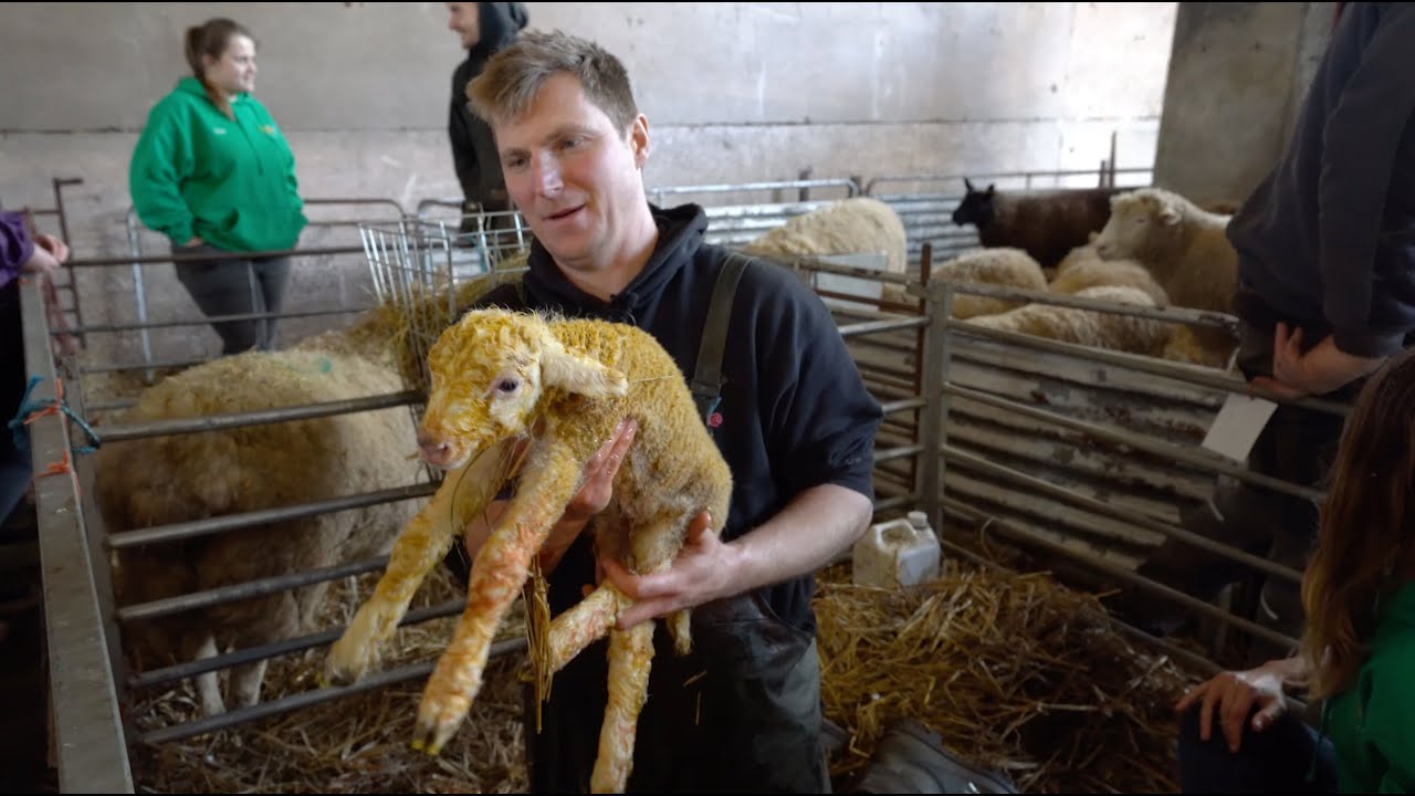 Lambing live at Lower Drayton Farm!