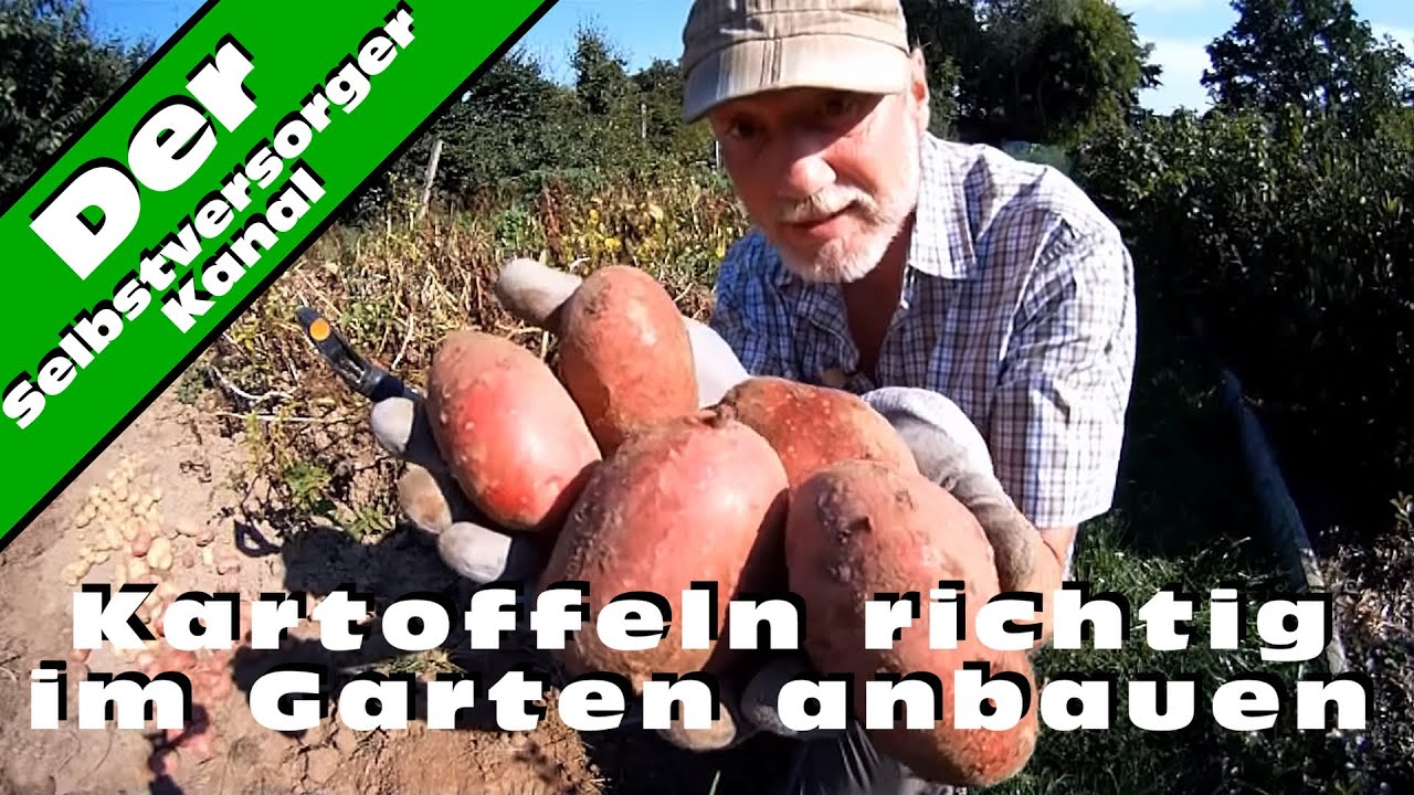 Kartoffeln richtig im Garten anbauen