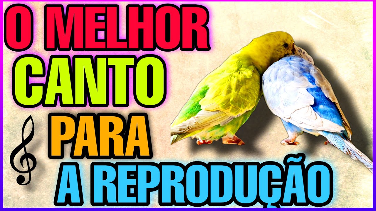 CANTO PRA ESTIMULAR A REPRODUÇÃO DE PERIQUITO AUSTRALIANO