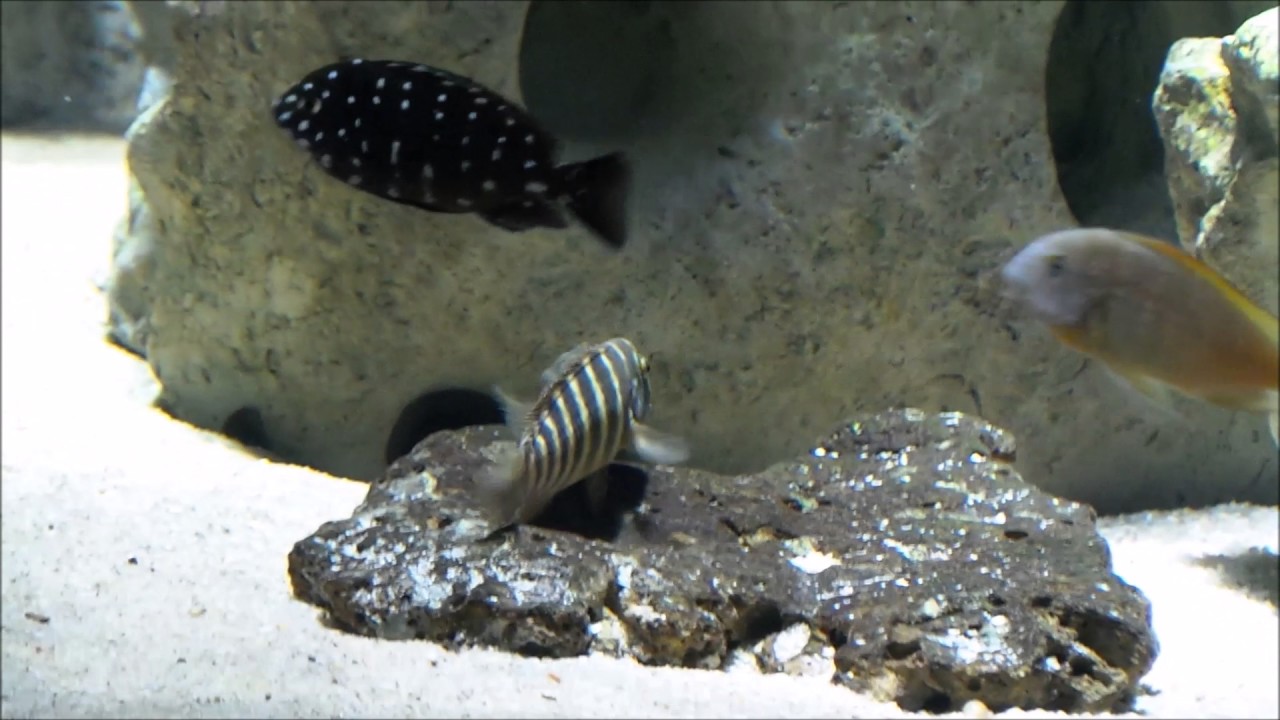 2600 litres Tanganyika 3 ans / 3 years