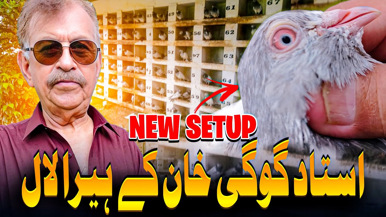 USTAD GOGI KHAN KAY HEERA LAL NEW SETUP | PIGEON | HEERA LAL | KABOOTAR | INDIAN PIGEON