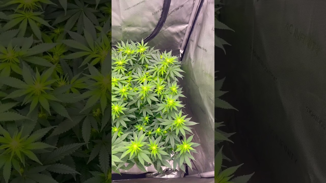 week 2 flowering pistils early flower development organic gardening LST SCROG