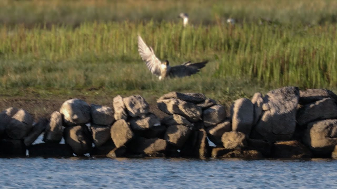 Peregrine Falcon hunting a Sandpiper in Galway