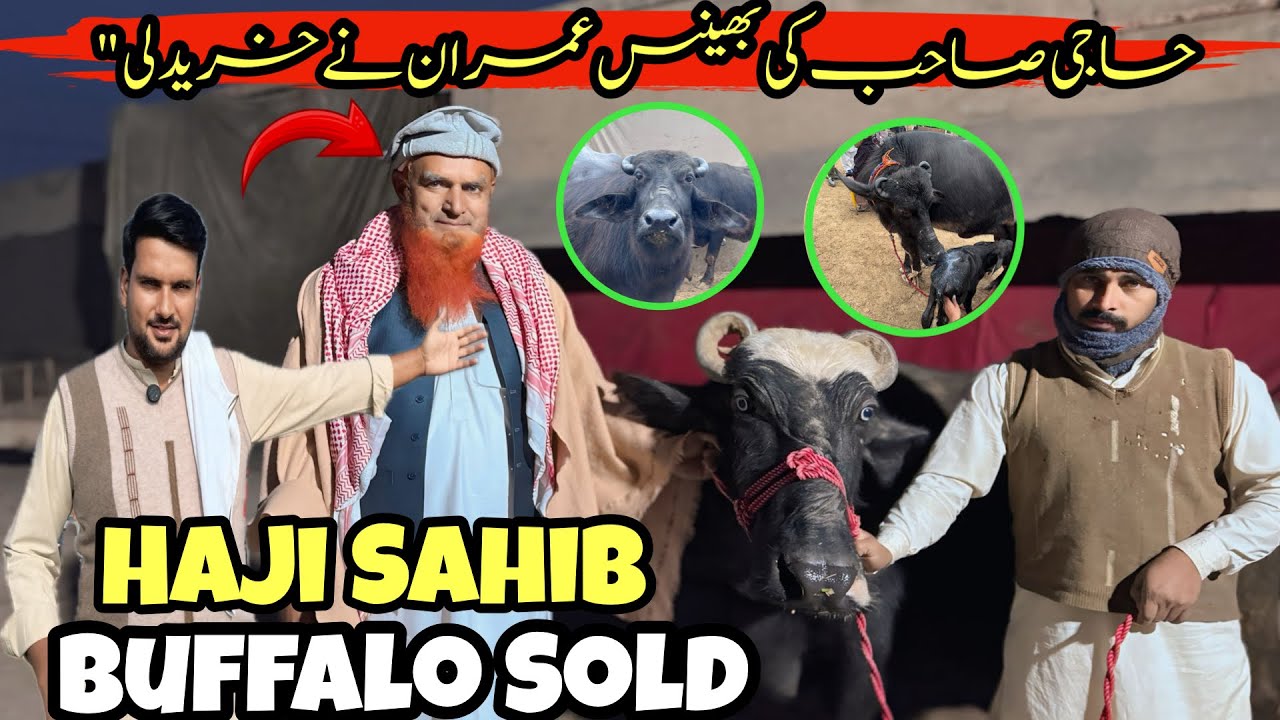Imran Bought the Buffalo from Haji Sahib Today