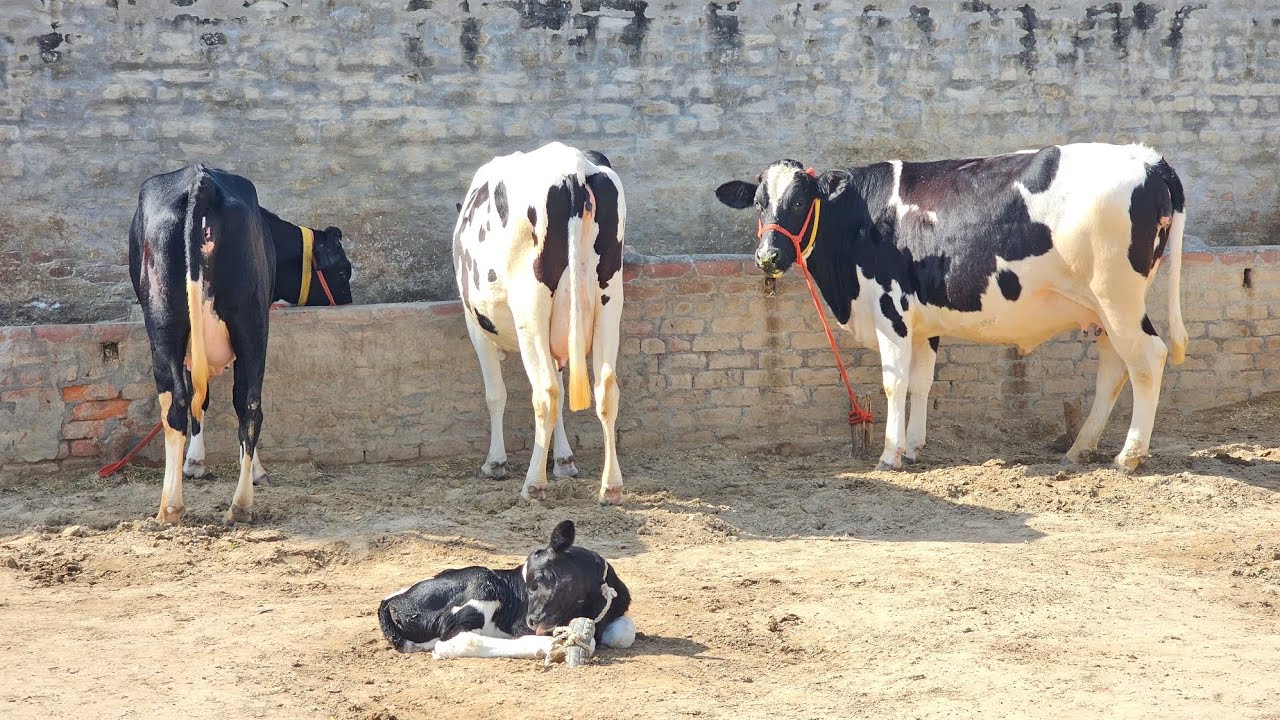 ਸੂਈ ਹੋਈ ਵਹਿੜ 20 ਕਿਲੋ ਵਾਲੀ ਰੇ-ਟ ਜਮਾਂ ਜਾਇਜ ਸਾਰੀਆ ਵਹਿੜਾਂ ਤਿੰਨ ਫਾਰਮ ਵਾਲੀਆ ਜਾਇਜ ਰੇਟ ਦੀਆ ।