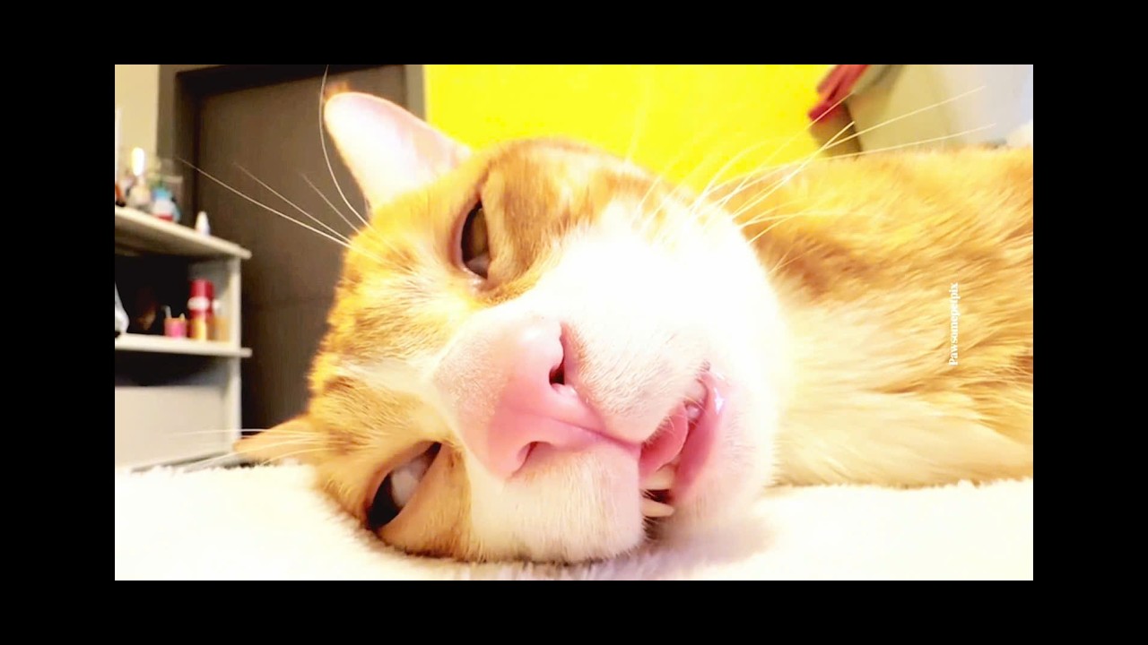 Vitamin meow moew #kitten