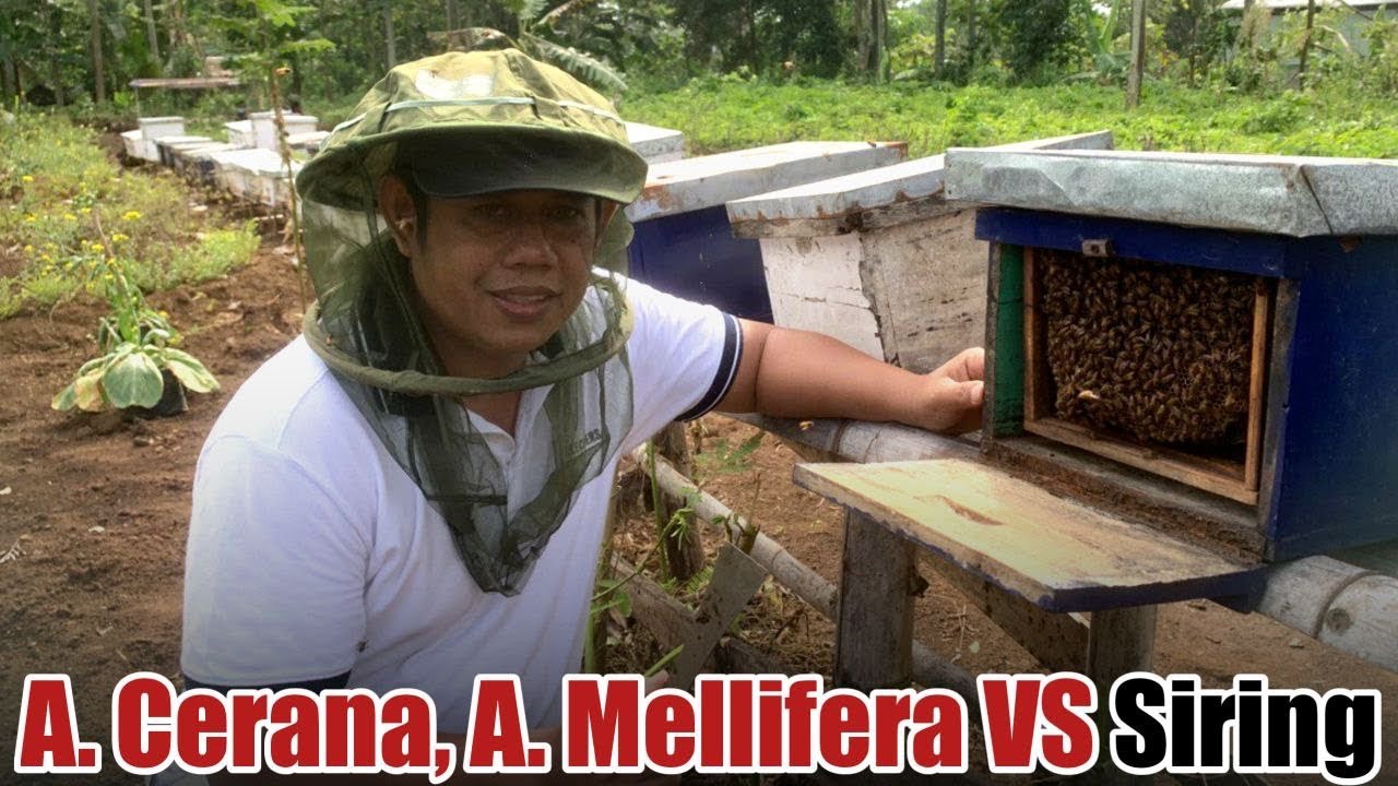 Respon Apis cerana dan Apis mellifera Menghadapi Hama Siring