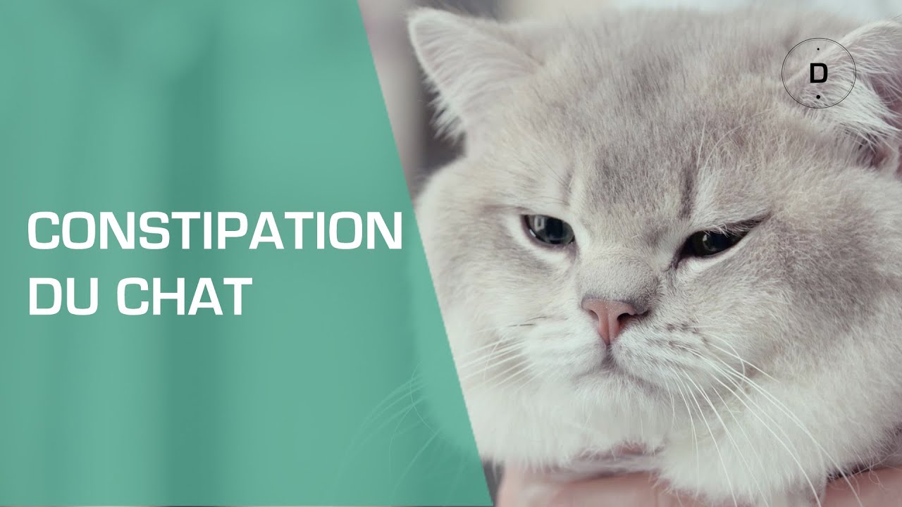 Mon chat est constipé : comment le soigner ? - Animaux