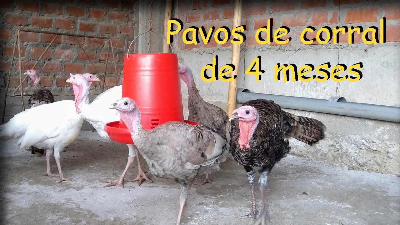 6 PAVOS CRIOLLOS DE 4 MESES *Pavos de Corral *aves de corral