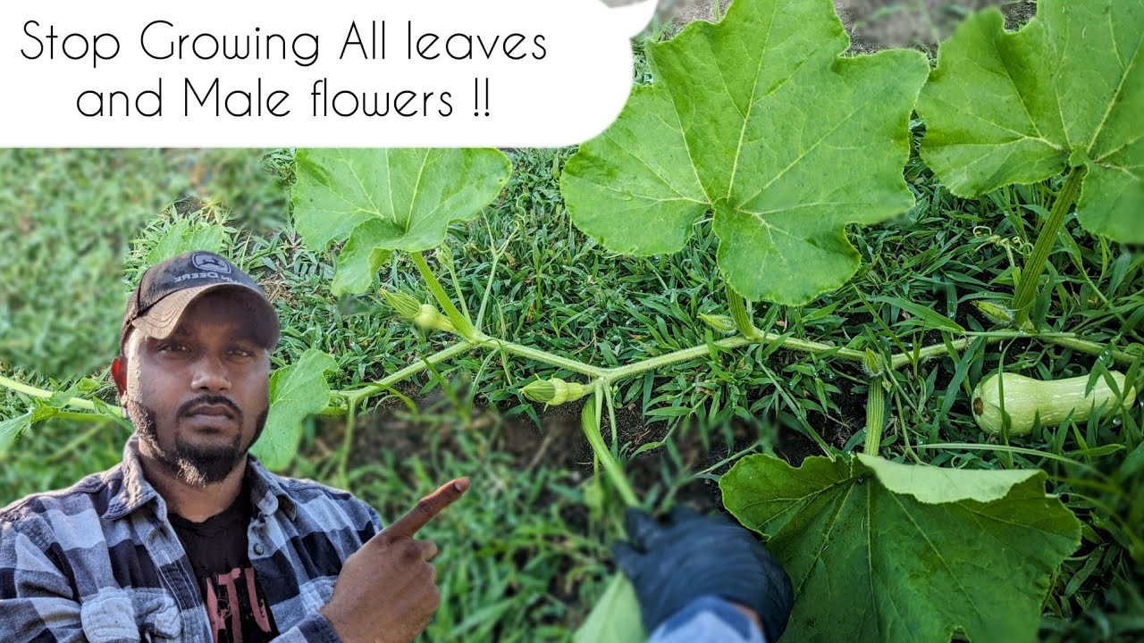 How to get female Flowers Fast ! Squash , Zucchini , butternut , pumpkin , Watermelon
