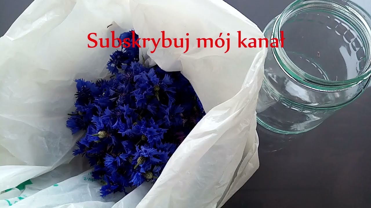 Nalewka z chaber bławatek