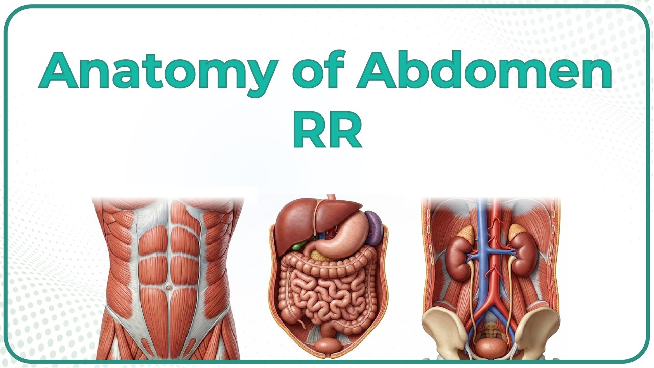 Anatomy of Abdomen Rapid Revision | Dr krishna Sahith