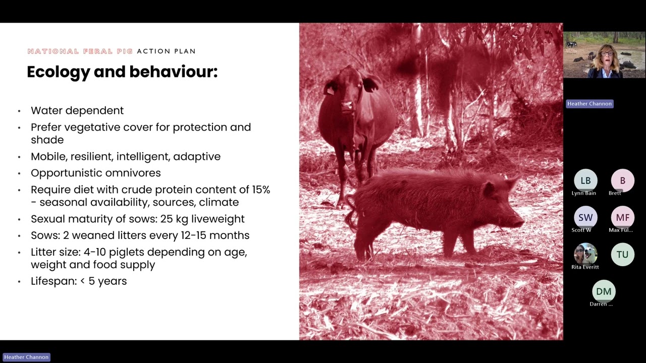 Invasive animal webinar: feral pigs