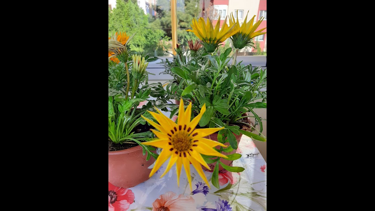 Gazanya - Koyun Gözü ( Vahşi Papatya)  Bakımı / Gazania - Sheep Eye (Wild Daisy) Care