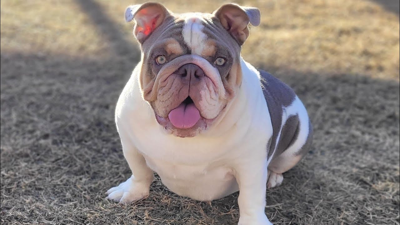 English Bulldog Kennel Update❗️