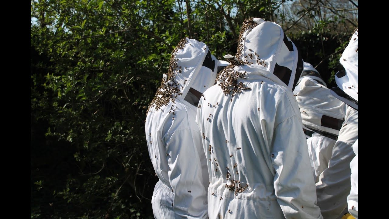 Occupants of the beehive EDIBEE PROJECT 2022
