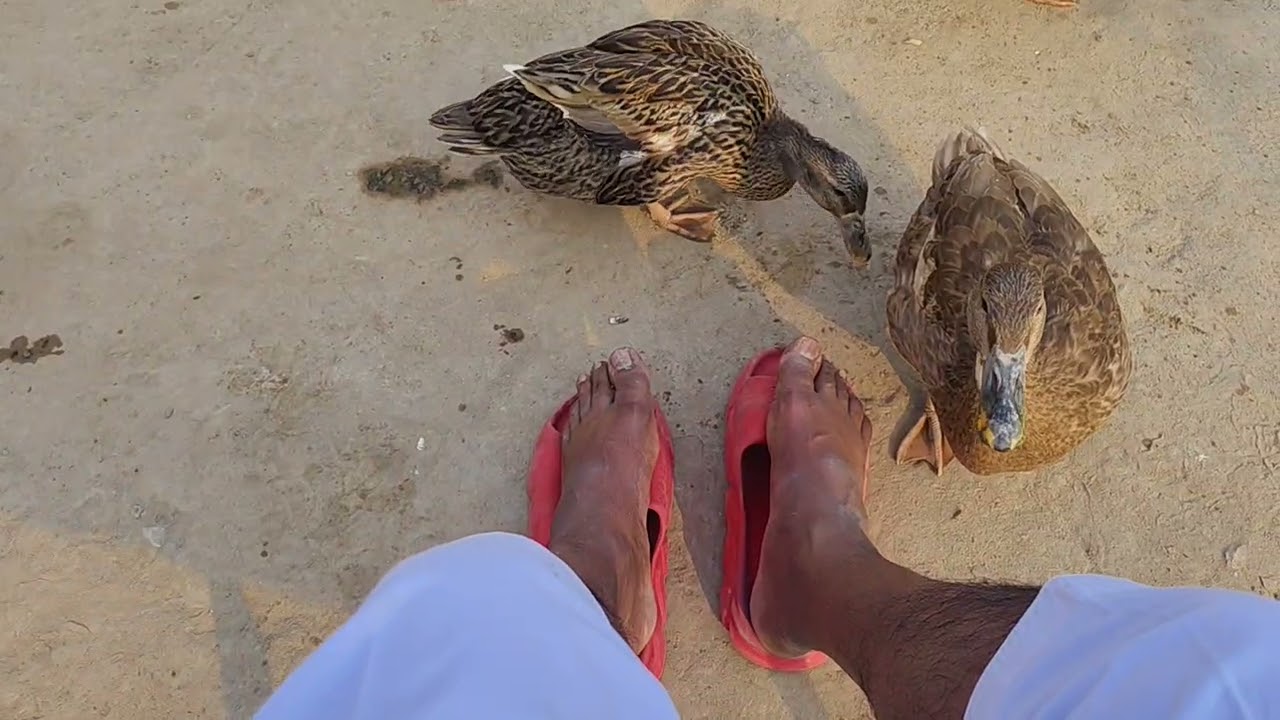 Ducks playing with my fingers 🤌🤌