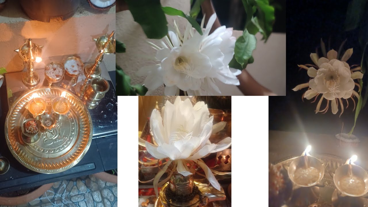 # Brahmakamal pooja @ my home