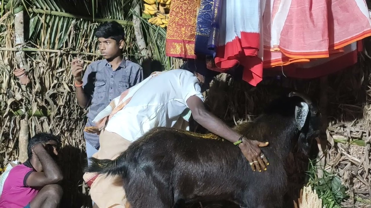 karri gangulu gollachadvu at latchannapeta 9951012067
