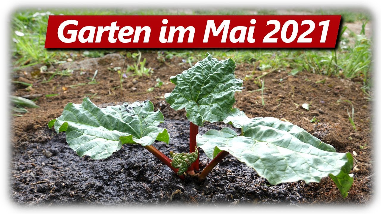 Gartenarbeit Mai | Rhabarber auspflanzen, Spinat ernten, Brennnessel Jauche
