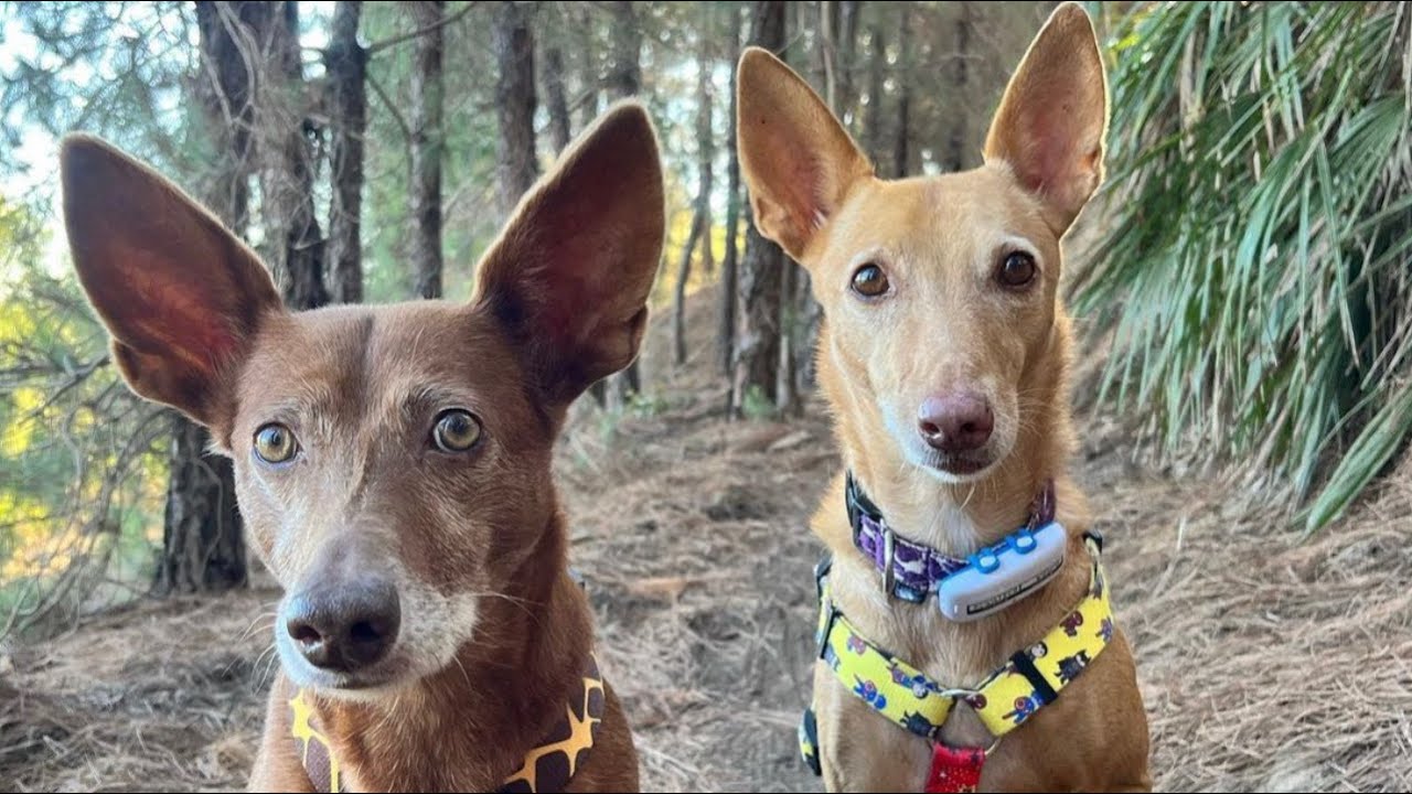🔵VENTAJAS de TENER UN PODENCO ANDALUZ/ vas a adoptar ❤️ podenco andaluz Chuchos selectos