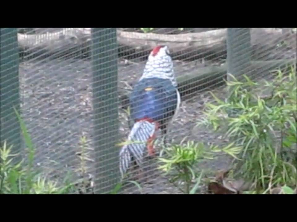 Lady Amherst Pheasants Vocalizing