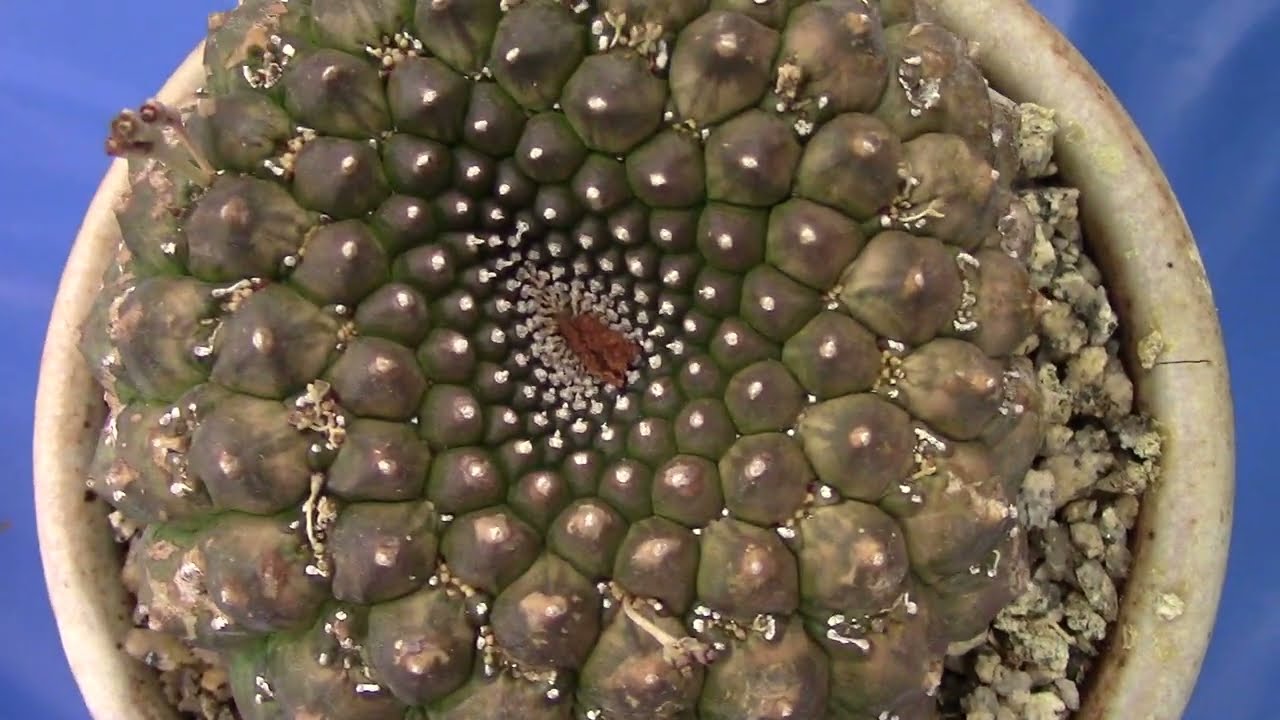 San Diego Cactus & Succulent Society Summer Show 2022 Pt. 3/6