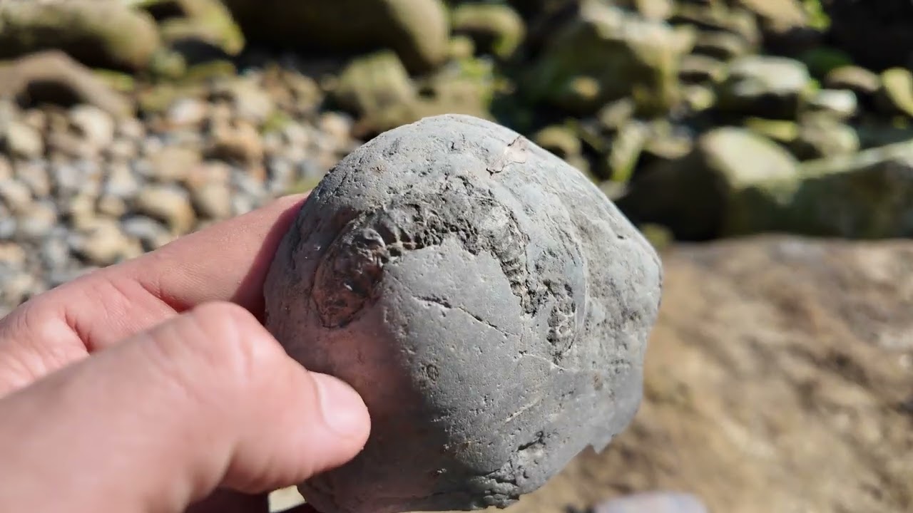 Fossil hunting Ravenscar in the summer