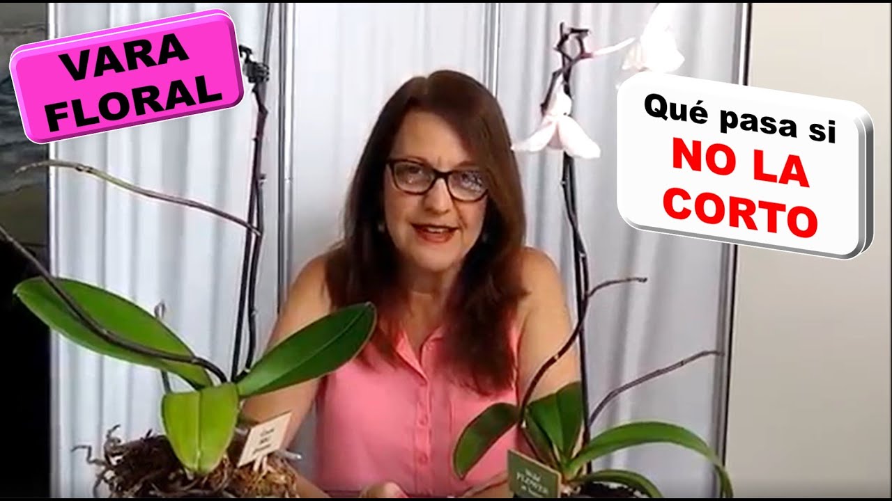 Que pasa cuando no corto la vara floral de mi orquidea Phalaenopsis  cuando Cortar o no cortar #59
