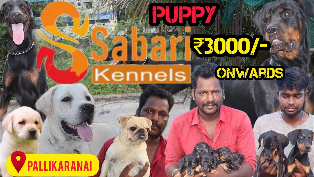 Cheapest Dog Kennel Chennai |Puppies From ₹ 3000 Start |#Sabarikennel |Dachshund, Doberman Low Price