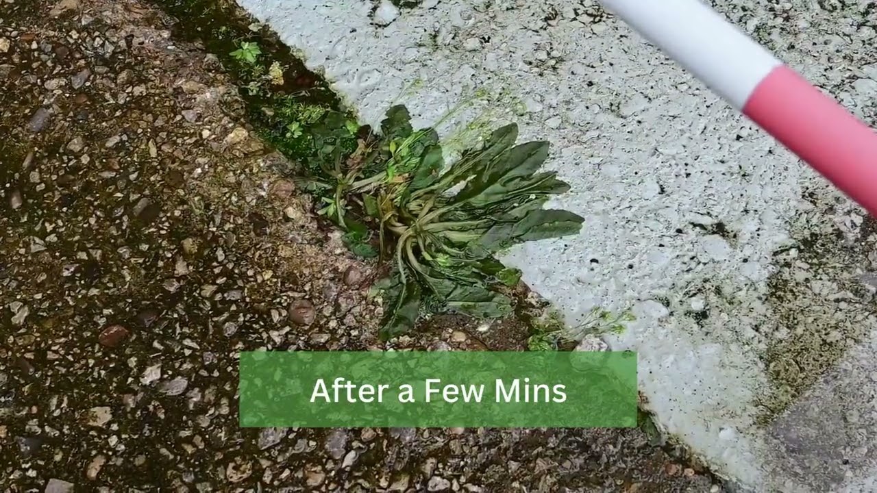 Eco-Friendly Weed Control: How Hot Water Eliminates Weeds Naturally