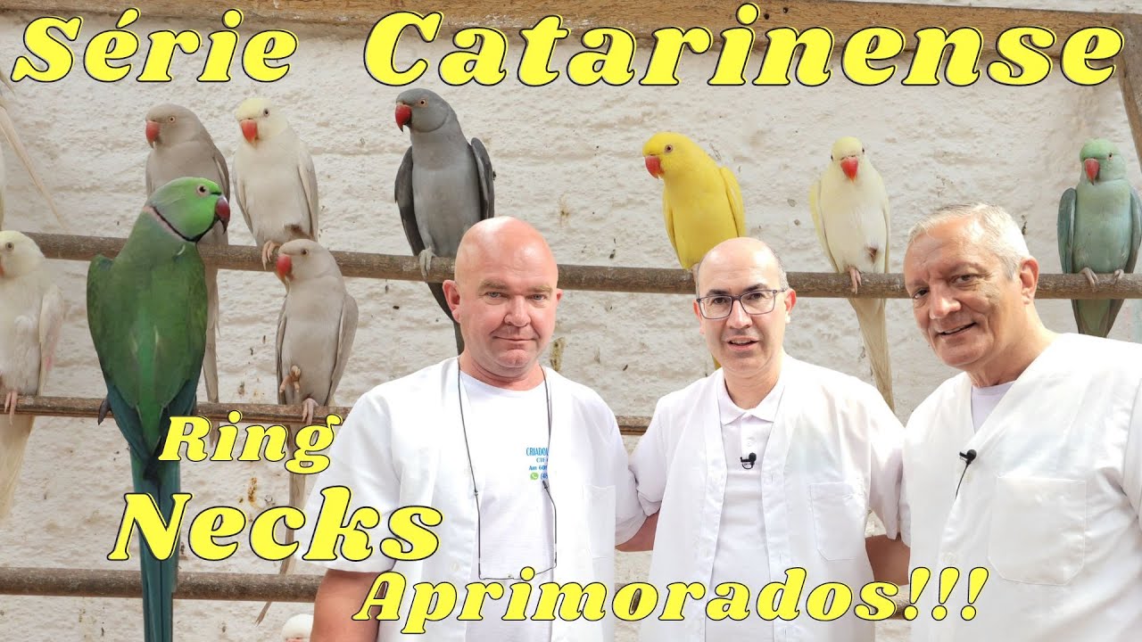 ANTÔNIO CARDOSO CRIANDO RING NECK COM GENÉTICA APRIMORADA!!!